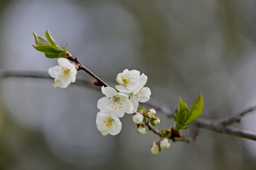 Obraz premium Delicate white cherry flowers blooming in early spring