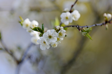 Delicate white cherry flowers blooming in early spring