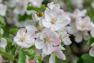 Blooming apple tree in the garden. clear day