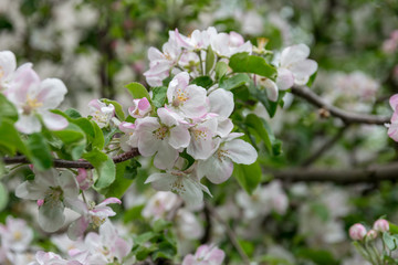 Blooming apple tree in the garden. clear day