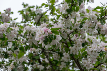 Blooming apple tree in the garden. clear day