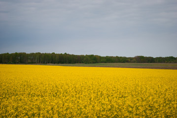 Yellow field rapeseed in bloom