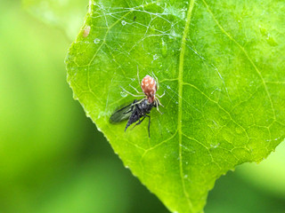Eine Spinne hat eine Fliege erbeutet