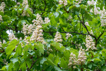 blooming chestnut tree in the garden on a clear day
