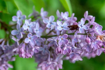 Blooming lilac bush in city park. Light violet syringa.