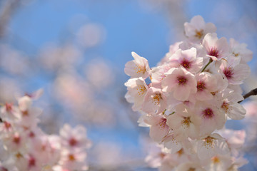 【神奈川】横須賀　走水水源地の桜