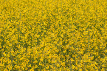 Obraz premium Yellow field rapeseed in bloom