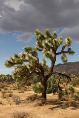 Joshua Tree NP 37