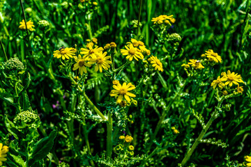 yellow flowers in the garden