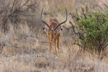Impala staring head on