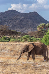 Fototapeta na wymiar Young elephant walking in front of mountains