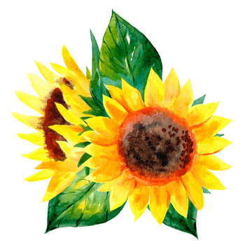 Watercolor summer bright bouquet with sunflowers and leaves. Isolated on a white background. Summer illustration. Harvest time.