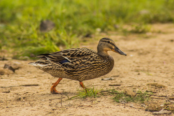 Mallard Duck with clipping path. Colourful mallard duck isolated on white background