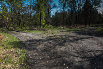 choice of direction on a forest road