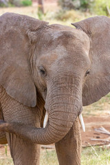 Fototapeta na wymiar Elephant close up looking straight on