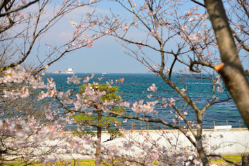【神奈川】横須賀　走水水源地の桜