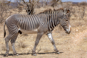 Obraz na płótnie Canvas Grant's zebra walking