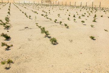 afforestation of the former sand mine