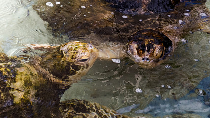 Obraz premium A cute couple of sea turtles in front of each other and swimming in the warm water of the Bahamas.