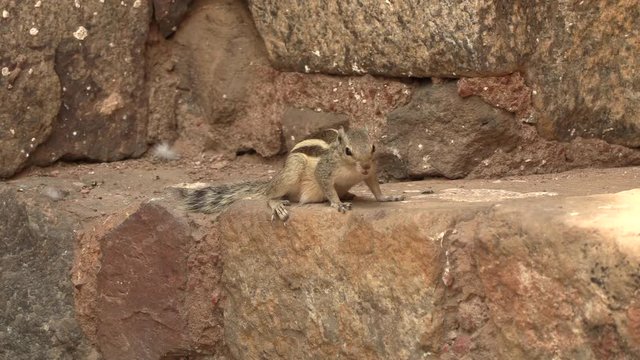 Indian Palm Squirrel Or Three-Striped Palm Squirrel, Funambulus Palmarum, New Delhi, India, 4k footage video