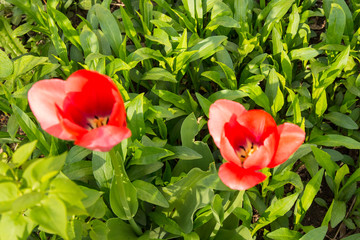 Tulips are spring flowers. Scarlet, red, yellow, lilac,pink. Beauty of nature