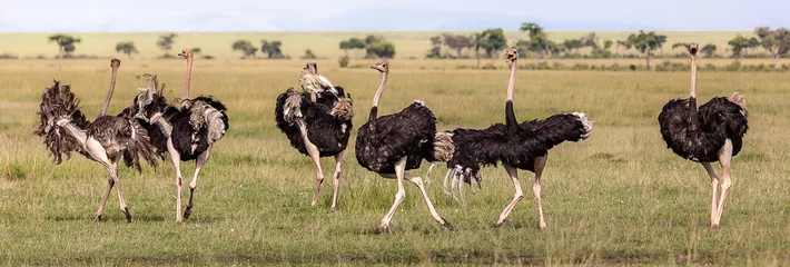 Stof per meter Ostriches dancing flamboyantly © Jim