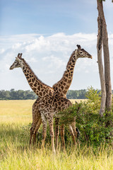 Maasai Giraffes standing criss-crossed