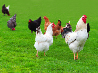 Cock and hens on green lawn