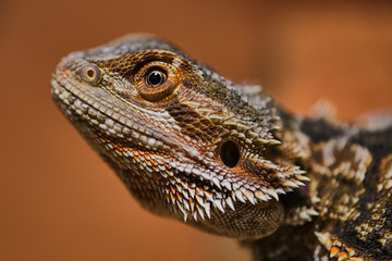 half portrait of a male bearded dragon, macro color picture