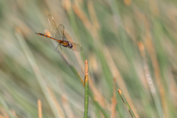 dragonfly in flight