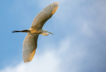 Great egret flying during sunrise