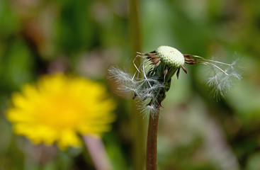 Pusteblume verblühte Löwenzahnblüte