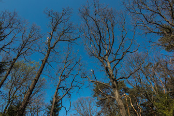 branches of old oak trees without leaves on a background of blue, spring sky