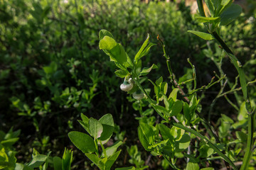 blueberry flower on a natural stand