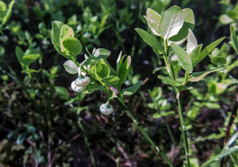 blueberry flower on a natural stand