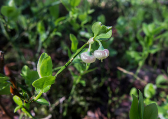 blueberry flower on a natural stand