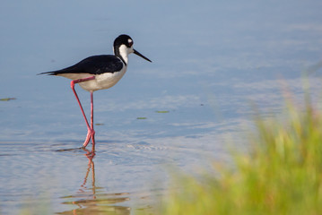 Black-necked stilt wading in water