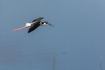 Obraz premium Black-necked stilt in flight over blue water