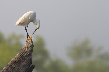 A white egret perched on a tree during a foggy morning