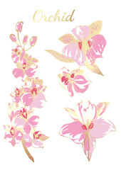 Pink orchid illustration on white background