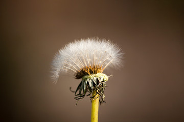 CloseUp of a dandelion