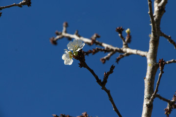 Cherry branch blue sky