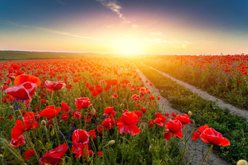 Landscape of beautiful red blossom poppy flower field on sunset.