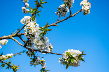 Blooming cherry tree branch with white flowers and bright green leaves against a clean blue sky