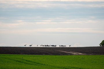 Fototapeta premium a large group of cranes standing on the horizon on a field