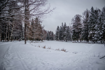 Winter landscape in cloudy weather. Winter Park.