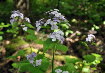 In the wild, the forest blooms Lunaria rediviva