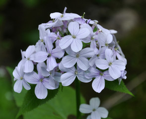 In the wild, the forest blooms Lunaria rediviva