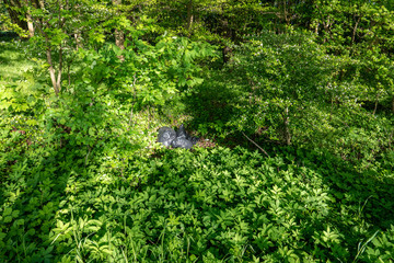 Garbage bags lying carelessly thrown away in the forest
