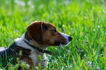 Ein Hund beim Spielen im Gras